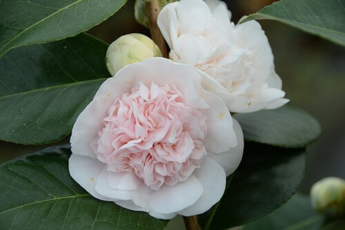 Camellia sasanqua Marie-Galante 12 Litre