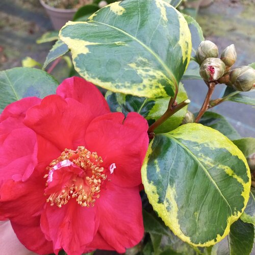 Camellia sasanqua Painter's Palette 20 Litre - image 2