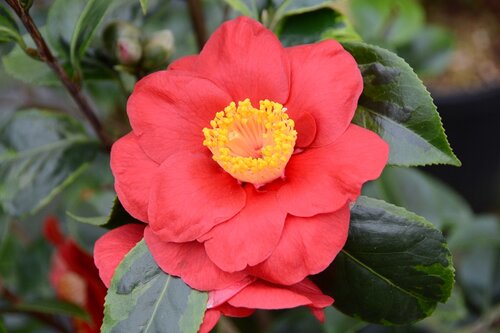 Camellia sasanqua Painter's Palette 20 Litre - image 1