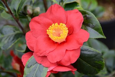 Camellia sasanqua Painter's Palette 20 Litre - image 1