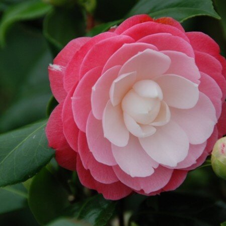 Camellia sasanqua Sweet Olive 8 Litre
