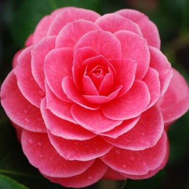 Camellia sasanqua Tada Meibi 8 Litre