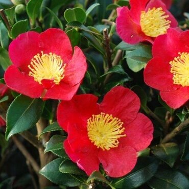 Camellia sasanqua Yuletide 20 Litre