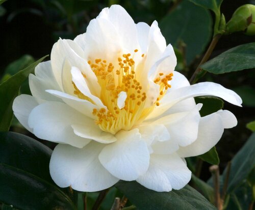 Camellia Silver Anniversary 4 Litre - image 1