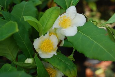 Camellia Sinensis 4 Litre