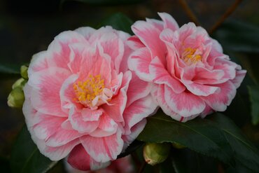 Camellia Sir De Henri Guichard 4 Litre