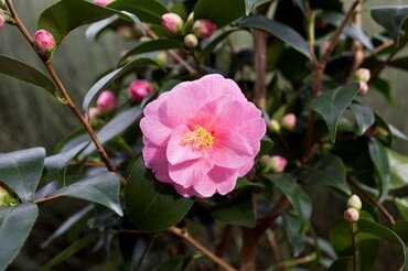 Camellia Spring Festival 19cm - image 1
