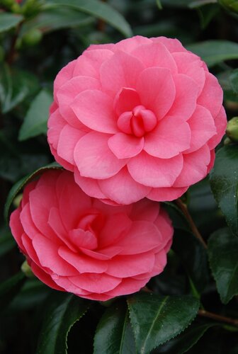 Camellia Spring Formal 8 Litre