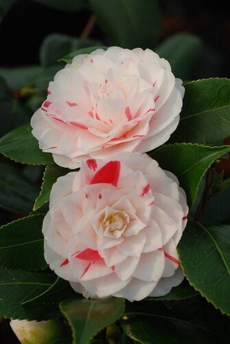 Camellia Stacy Susan 8 Litre
