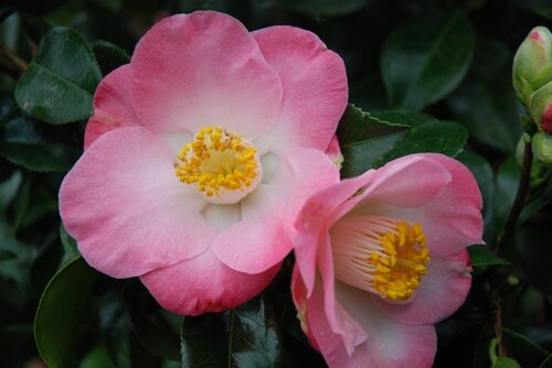 Camellia Sunny Side 4 Litre