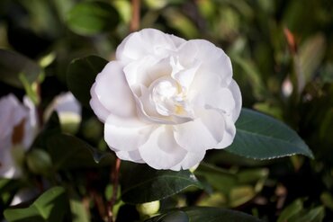 Camellia Swan Lake 4 Litre - image 1