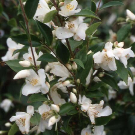 Camellia Transnokoensis 4 Litre