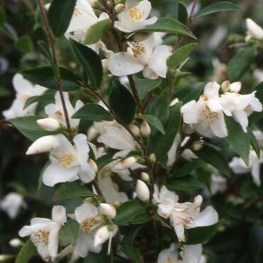 Camellia Transnokoensis 4 Litre