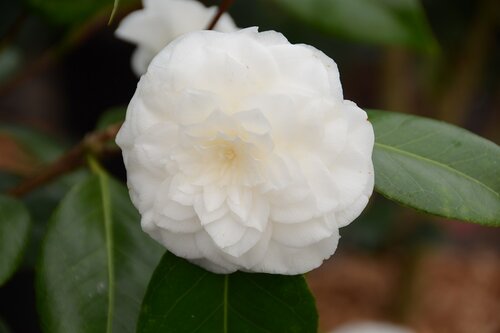 Camellia Vergine Di Collebeato 4 Litre