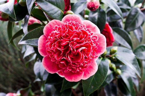 Camellia Volunteer 8 Litre
