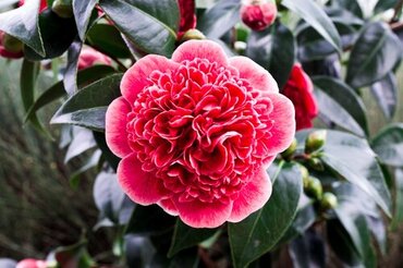 Camellia Volunteer 8 Litre