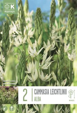 Cammasia Leichtlinii Alba