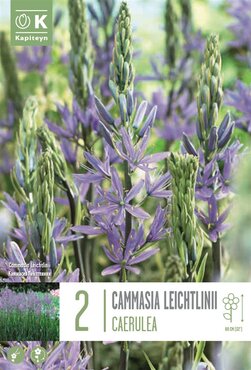 Cammasia Leichtlinii Caerulea