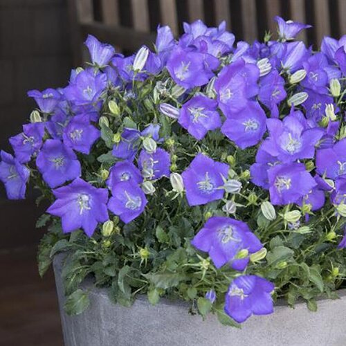 Campanula Carpatica Blue 9cm