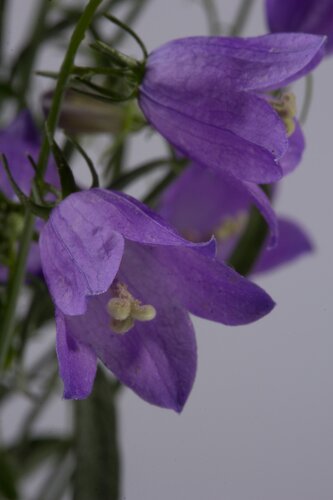 Campanula Cochleariifolia Blue 9cm