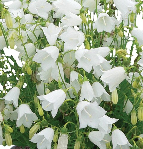 Campanula Cochleariifolia White 9cm