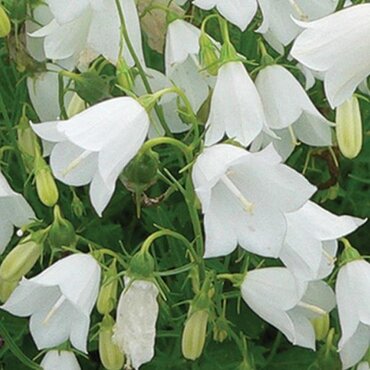 Campanula Cochleariifolia White 9cm