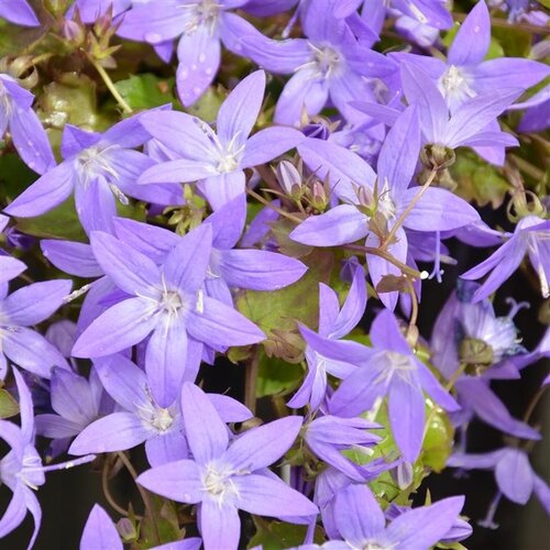 Campanula Garden Star 2 Litre