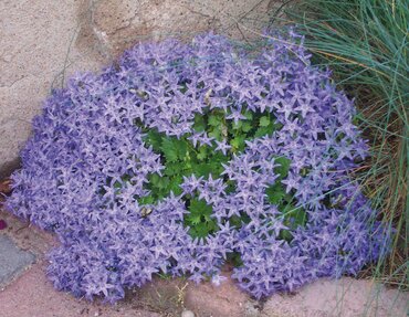Campanula Garganica Major 9cm