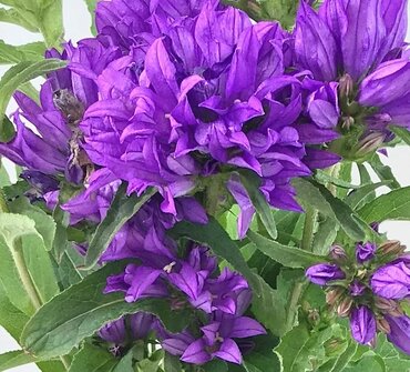 Campanula Genti Blue 2 Litre