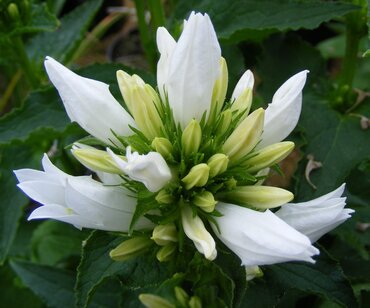 Campanula Genti White 2 Litre