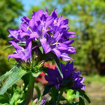 Campanula Glomerata Acaulis 9cm