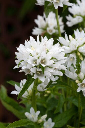 Campanula Glomerata Alba 9cm