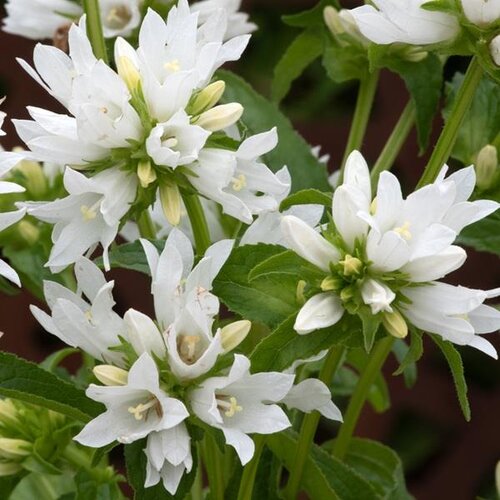 Campanula Glomerata Alba 9cm