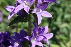 Campanula Glomerata Superba 9cm