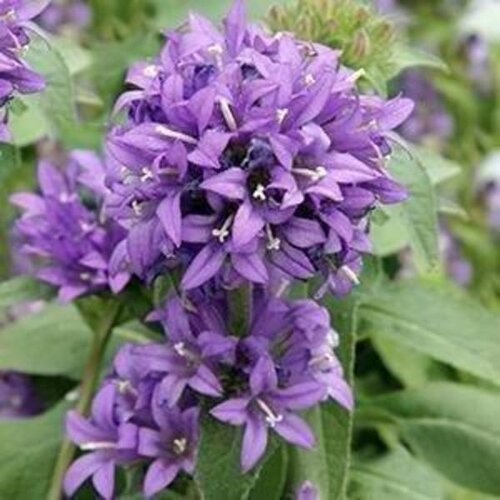 Campanula Glomerata Superba 9cm