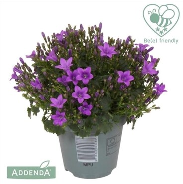 Campanula Intense Purple 10.5cm