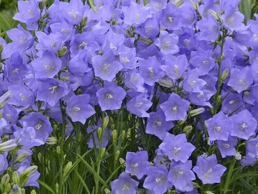 Campanula Persicifolia Caerulea 9cm