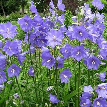 Campanula Persicifolia Caerulea 9cm