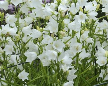 Campanula Persicifolia Takion White 9cm