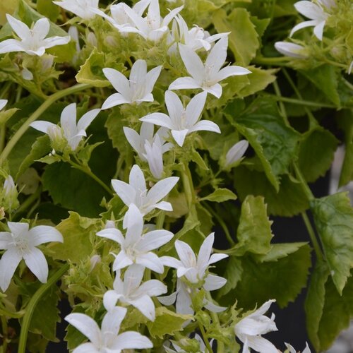 Campanula Silver Rain 2 Litre
