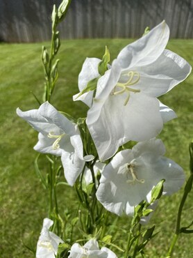 Campanula Takion White 3 Litre