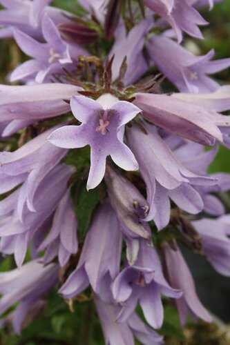 Campanula Viking 2 Litre