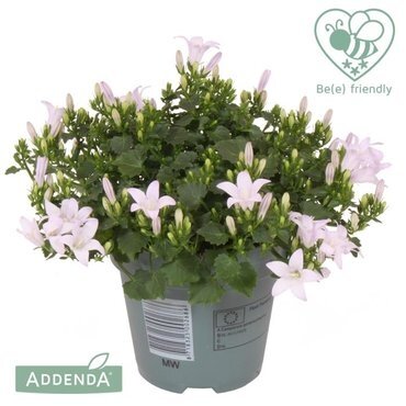 Campanula White 10.5cm