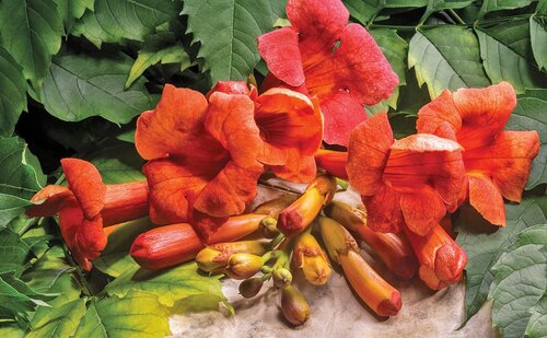 Campsis Radicans Flamenco 3 Litre