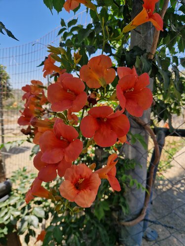 Campsis Radicans Indian Summer 3 Litre
