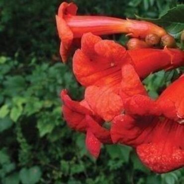 Campsis Radicans Indian Summer 3 Litre