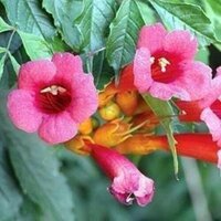 Campsis (Trumpet Vine)