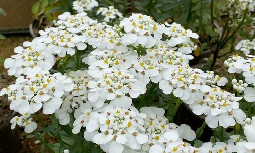 Candytuft Snow White Jumbo Six Pack