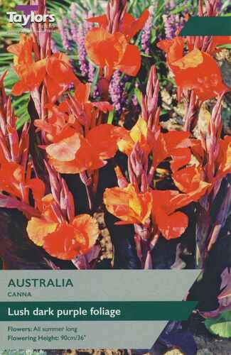 Canna Australia