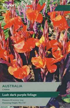 Canna Australia